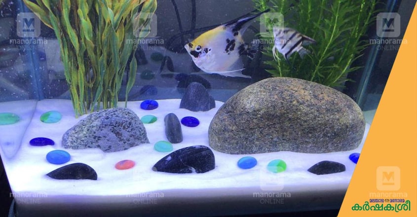 fish-angel fish-angel