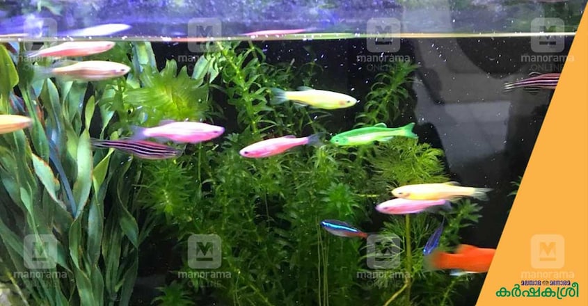 fish-gold-fish-1 fish-gold-fish-1