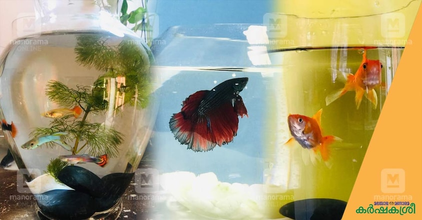 fish fish