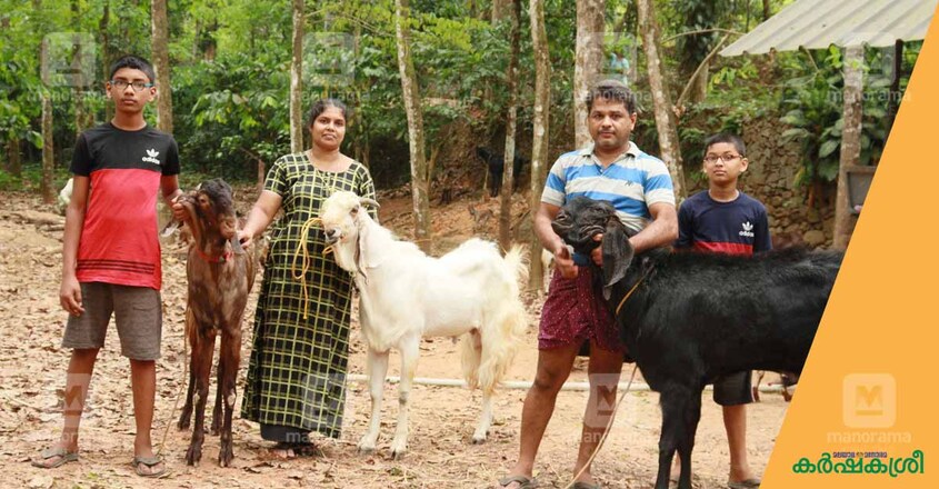 goat-farming-benny goat-farming-benny