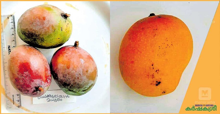 mango-1 mango-1