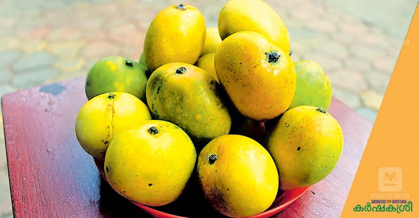 mango-lamanda mango-lamanda