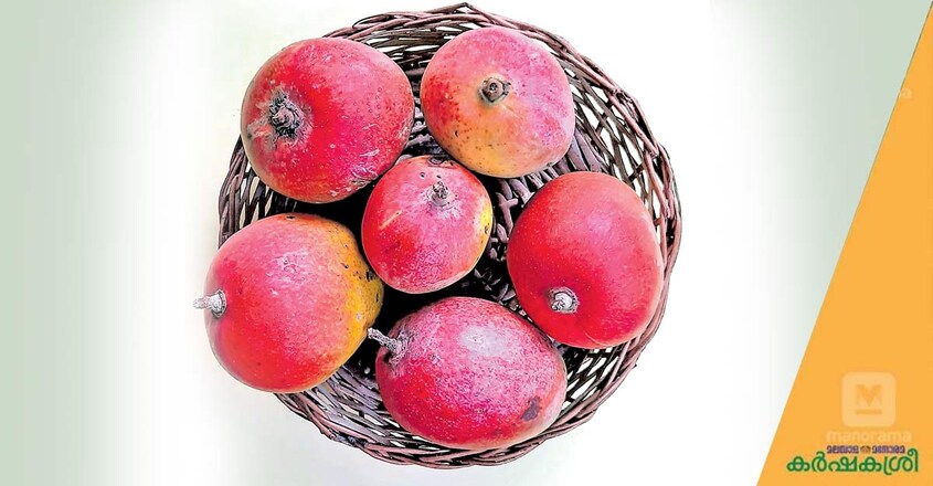 mango-sindhoorarekha mango-sindhoorarekha
