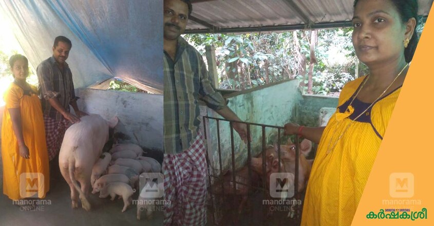pig-farmer-1 pig-farmer-1