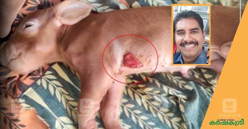 pig pig