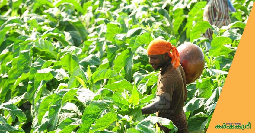tobacco-kasargod-1 tobacco-kasargod-1