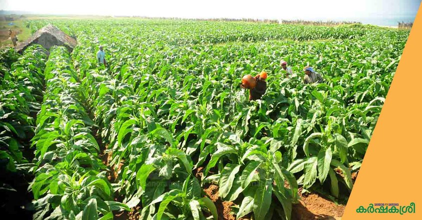 tobacco-kasargod-2 tobacco-kasargod-2