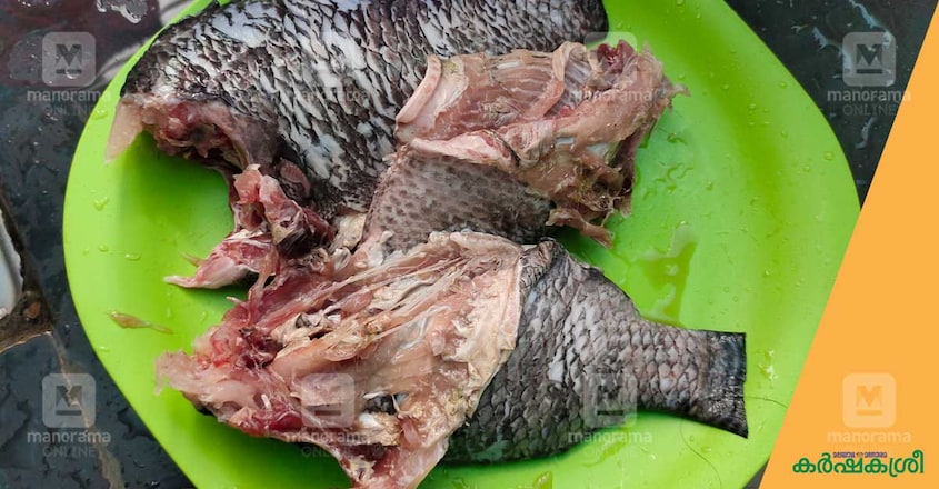 tilapia-fish-1 tilapia-fish-1