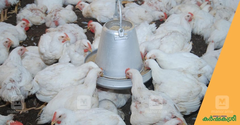 broiler-chicken-1 broiler-chicken-1