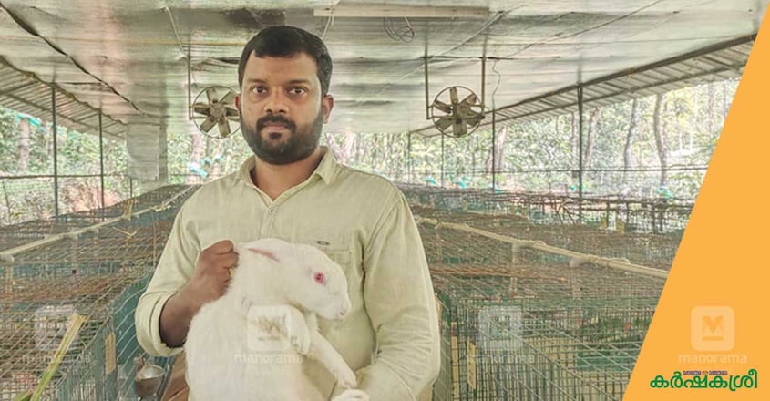 rabbit-oliver-mathew rabbit-oliver-mathew