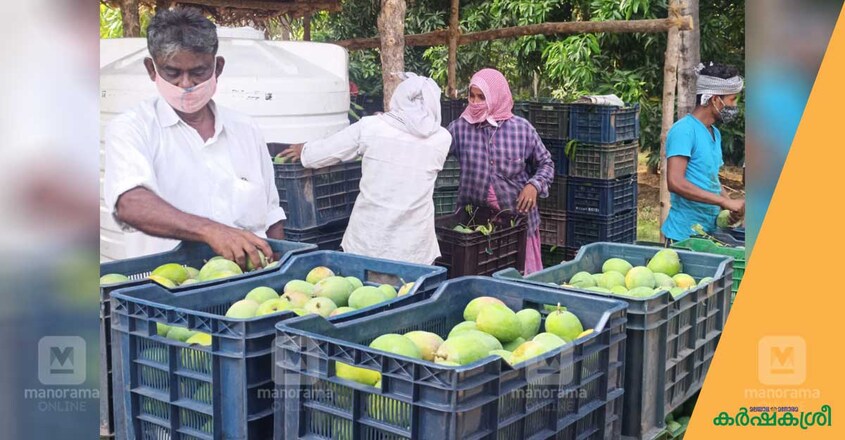 mango-1 mango-1