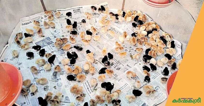 poultry-chicks-1 poultry-chicks-1