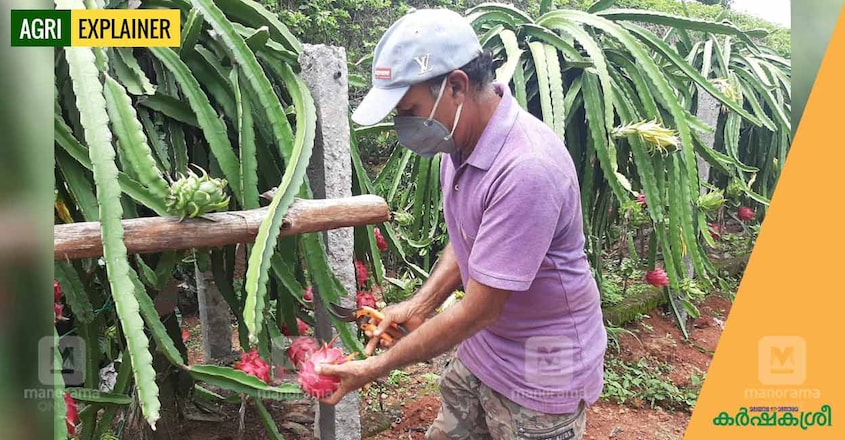 dragon-fruit-farmer dragon-fruit-farmer