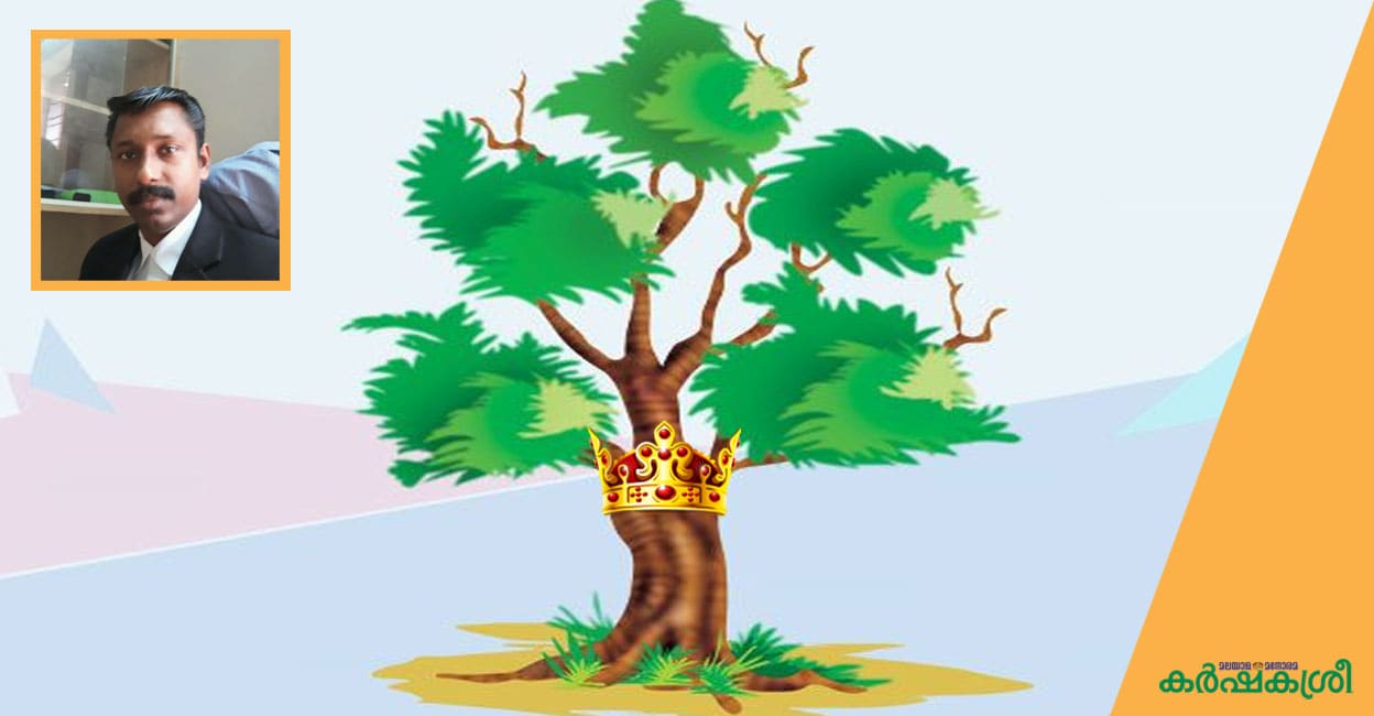 ആരാണ് മരങ്ങളുടെ രാജാവ്? അങ്ങനൊരു വൃക്ഷരാജന്‍ കേരളത്തിലുണ്ടോ