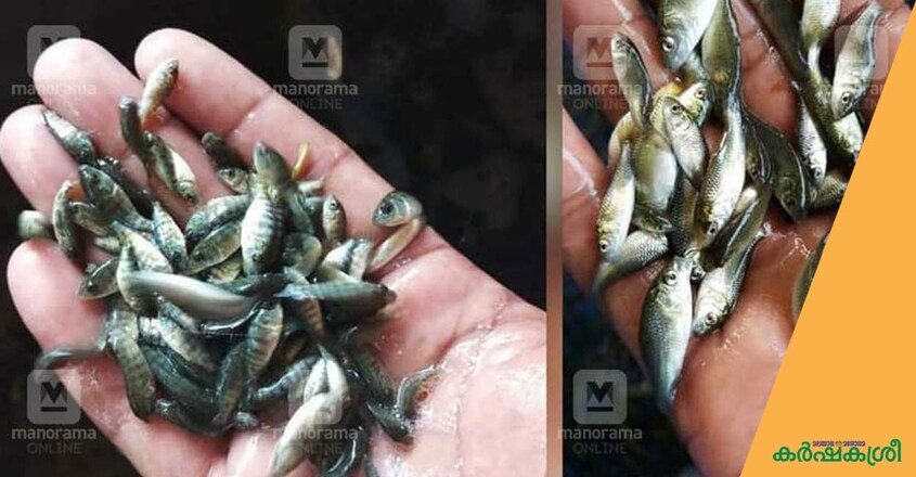 fish-seed fish-seed
