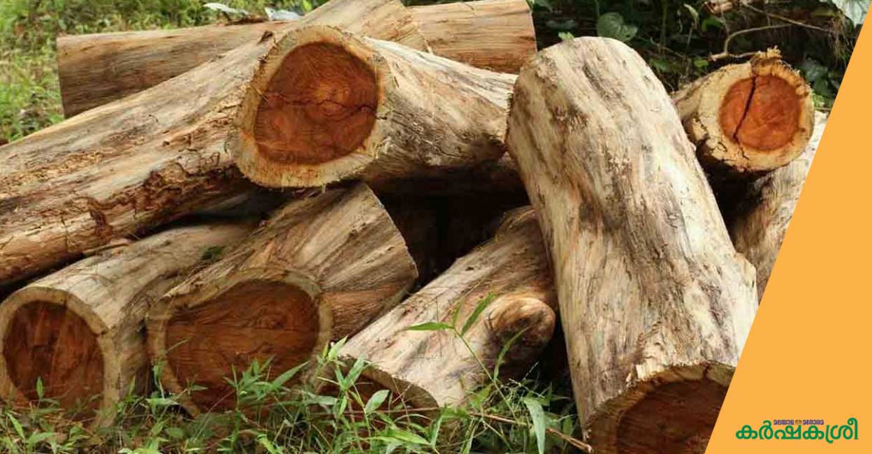 സ്വന്തം സ്ഥലത്തെ തടി മുറിച്ചു നീക്കുന്നതിനു നിയമതടസമുണ്ടോ? Do you
