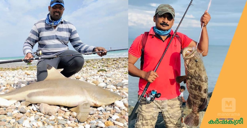 fish-shark fish-shark