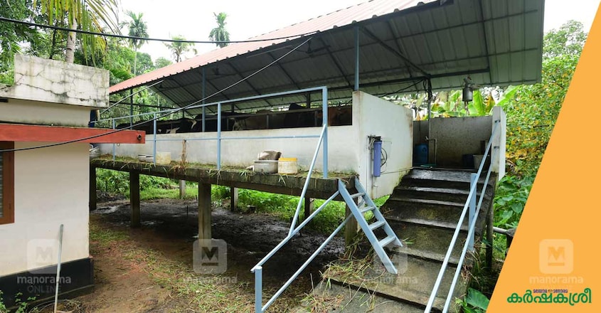 elevated-cattle-shed-3 elevated-cattle-shed-3