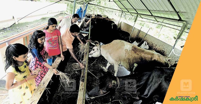 elevated-cattle-shed-4 elevated-cattle-shed-4