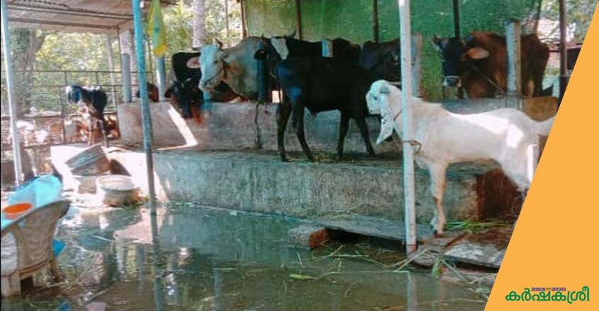 elevated-cattle-shed elevated-cattle-shed