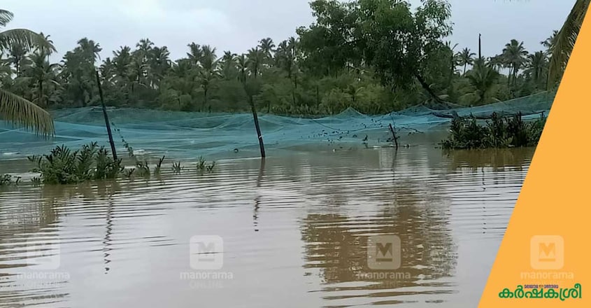 fish-farming-flood-1 fish-farming-flood-1