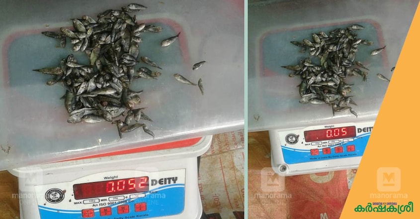 tilapia-TiLV-1 tilapia-TiLV-1