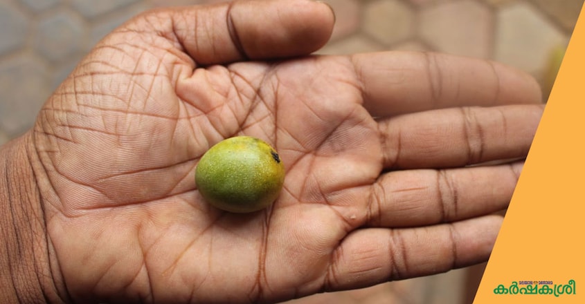 mango-day-1 mango-day-1