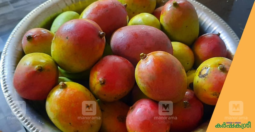 mango-day-2 mango-day-2