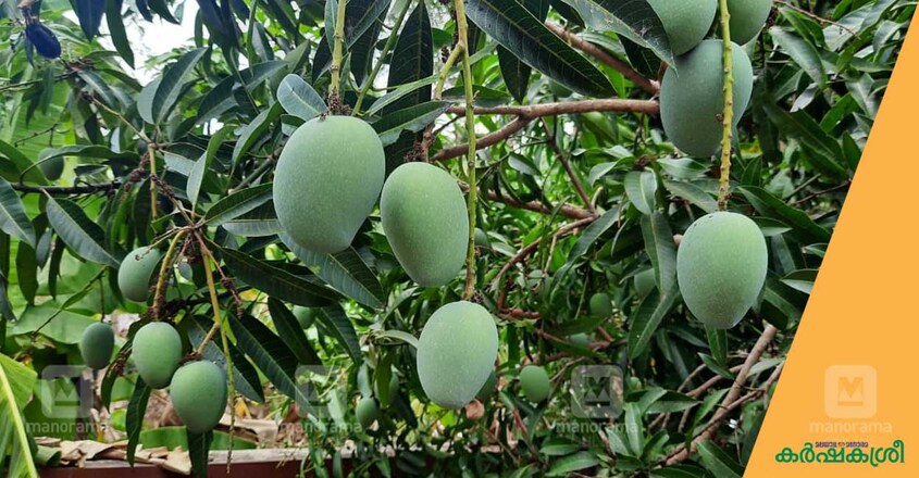 mango-day-4 mango-day-4