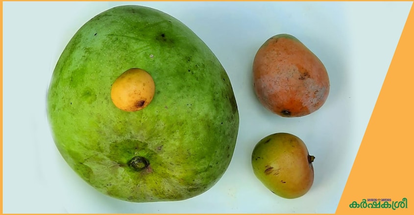 mango-day mango-day