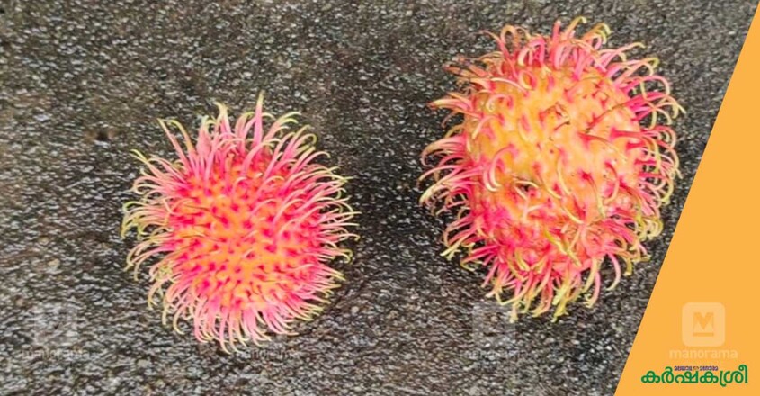 rambutan-2 rambutan-2