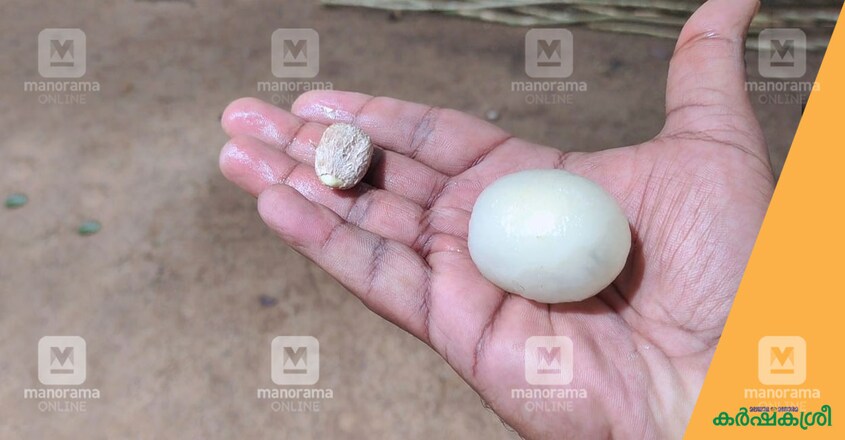 rambutan-3 rambutan-3