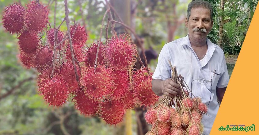 rambutan rambutan