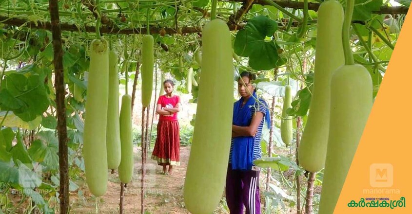 sisters-farming-4 sisters-farming-4