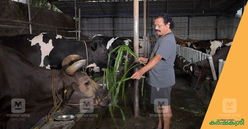 tomichan-mulakuppadam-2 tomichan-mulakuppadam-2