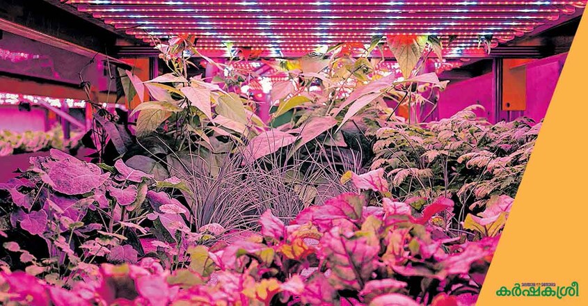 indoor-vegetables-1 indoor-vegetables-1