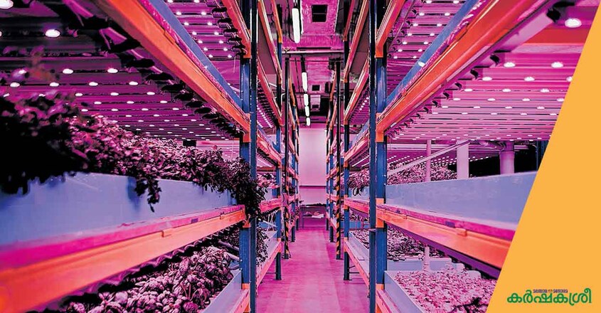 indoor-vegetables-2 indoor-vegetables-2