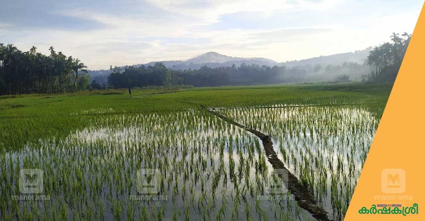 malappuram-youth-farming-2 malappuram-youth-farming-2