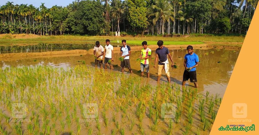 malappuram-youth-farming-3 malappuram-youth-farming-3