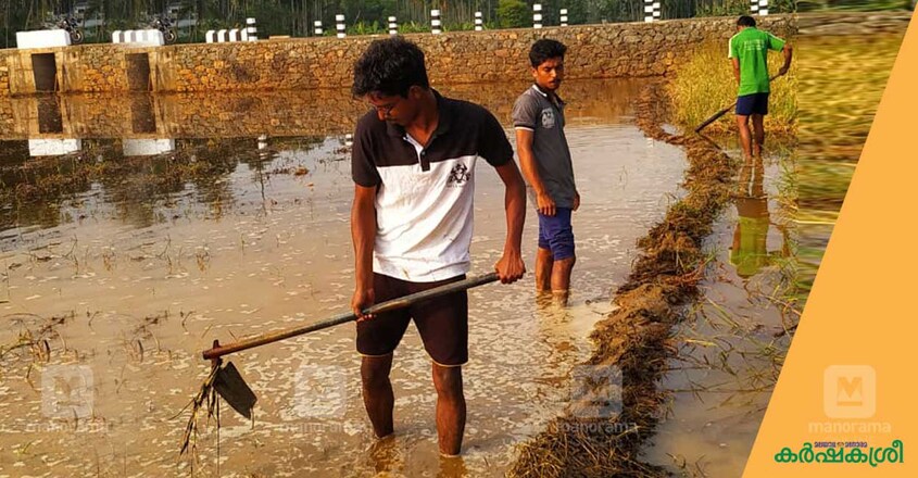 malappuram-youth-farming-4 malappuram-youth-farming-4