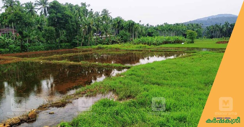 malappuram-youth-farming malappuram-youth-farming