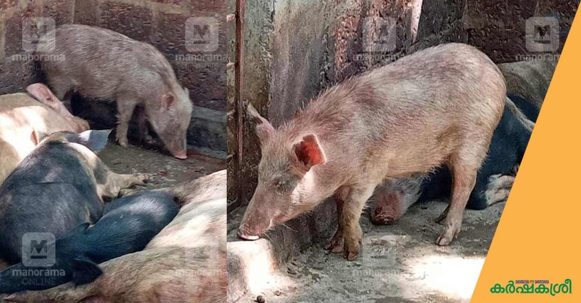 pig-farming-1 pig-farming-1
