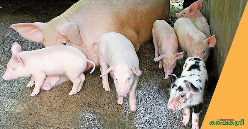 pig-farming-5 pig-farming-5