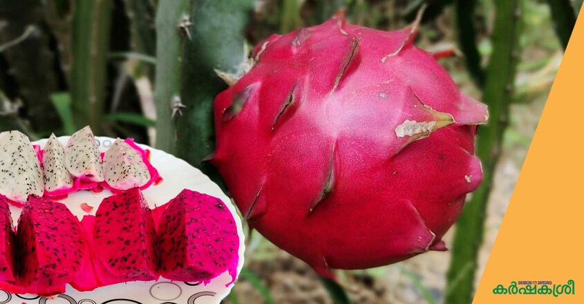 joseph-rambutan-1 joseph-rambutan-1