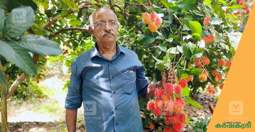 joseph-rambutan-2 joseph-rambutan-2