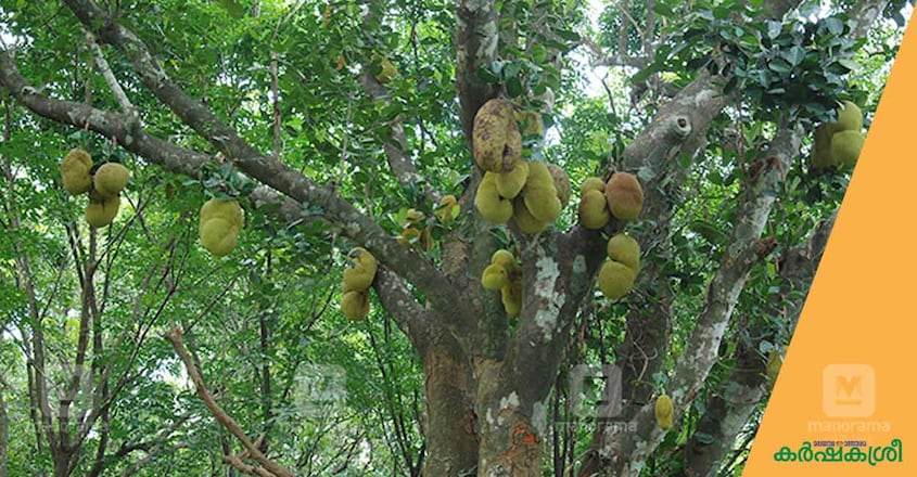 jackfruit-tree jackfruit-tree