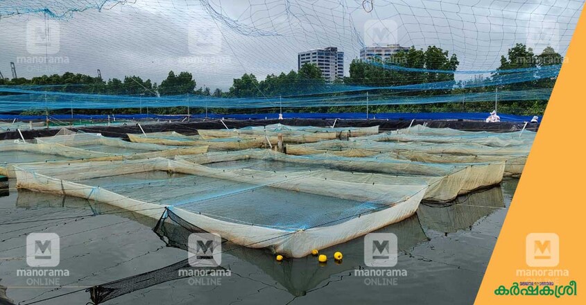 rgca-gift-hatchery-happa-pond-1 rgca-gift-hatchery-happa-pond-1