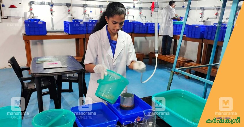 rgca-gift-hatchery rgca-gift-hatchery