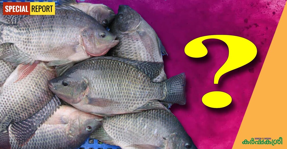 tilapia-1 tilapia-1