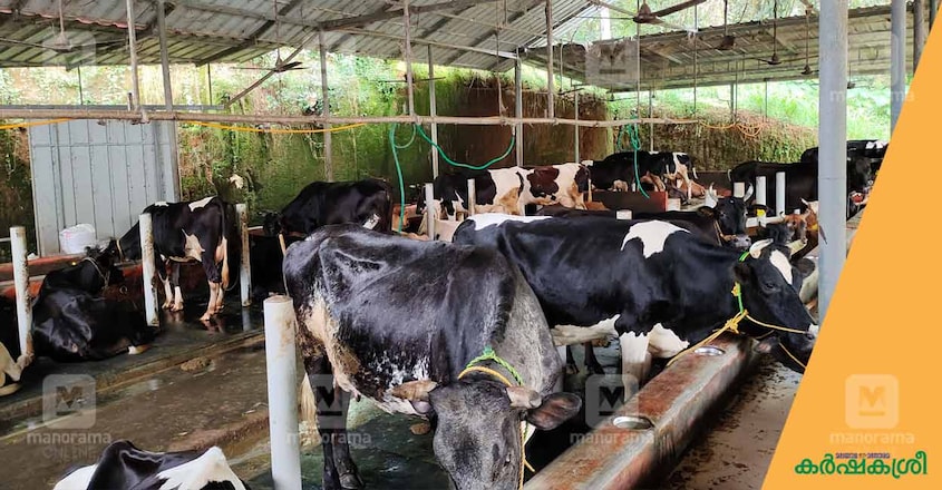 dairy-farm-biju-2 dairy-farm-biju-2